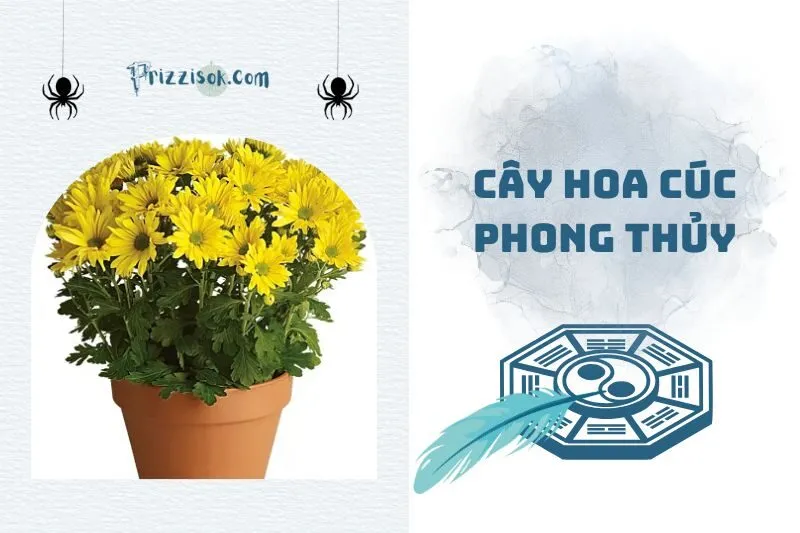 Bí quyết chọn cây hoa cúc phong thủy mang tài lộc vào nhà 2025