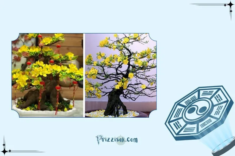 Các loại cây mai vàng phổ biến và đặc điểm của từng loại