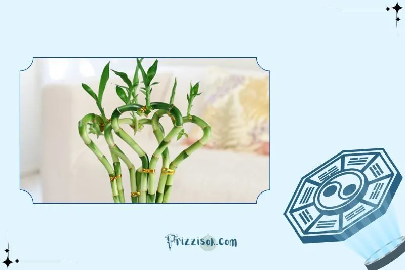 Các loại cây phất dụ phổ biến và công dụng của từng loại