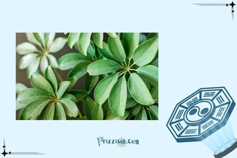 Cách bài trí cây ngũ gia bì theo phong thủy để hút tài lộc