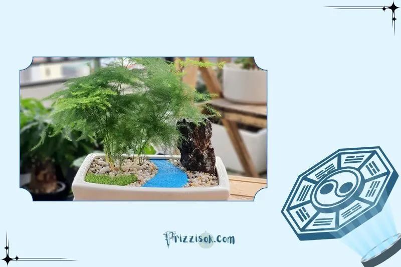 Cách bài trí cây thủy tùng trong nhà hợp phong thủy