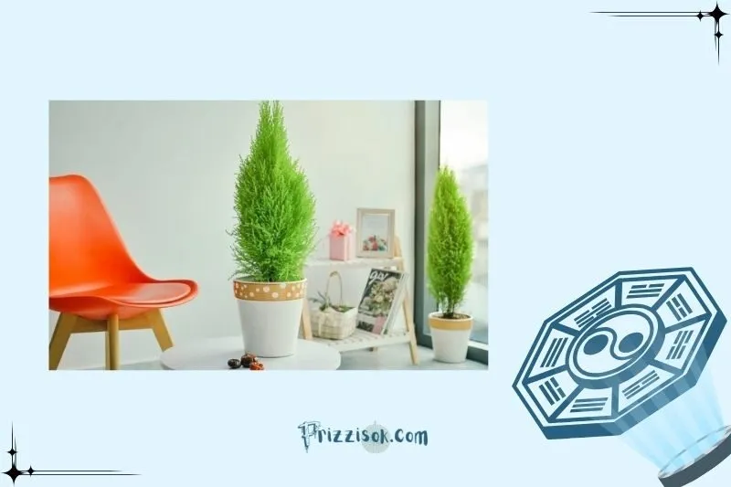 Cách bài trí cây tùng thơm để tăng vận khí trong nhà