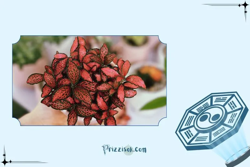 Cách chăm sóc cây hoa cẩm nhung đỏ để luôn xanh tốt