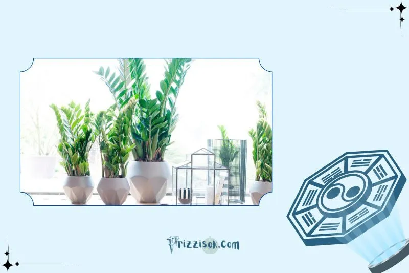 Cách chăm sóc cây phát tài giúp cây luôn xanh tốt