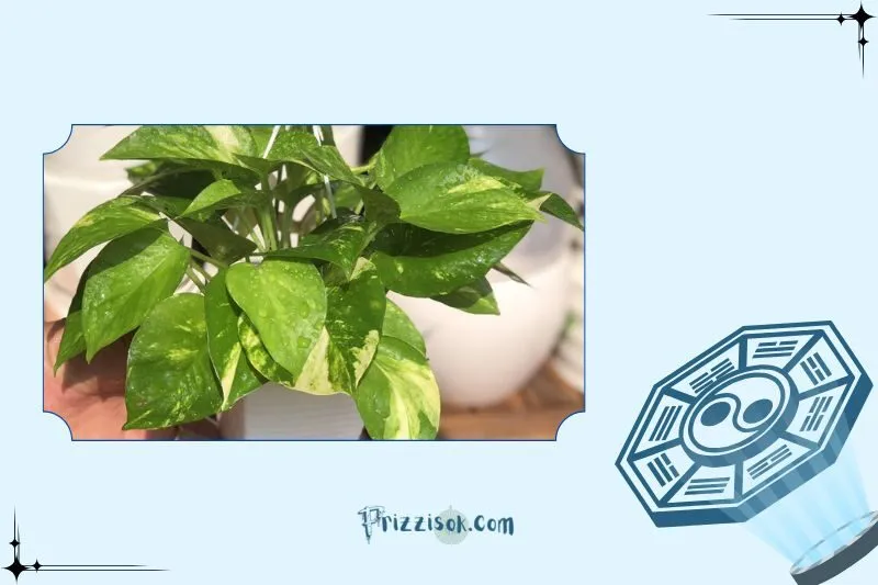 Cách chăm sóc cây trầu bà đúng cách