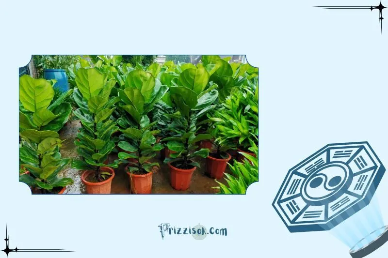 Cách chọn cây bàng Singapore hợp phong thủy