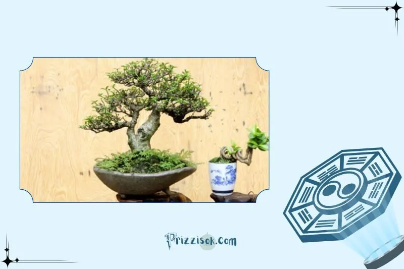 Cách chọn cây bonsai phong thủy hợp mệnh