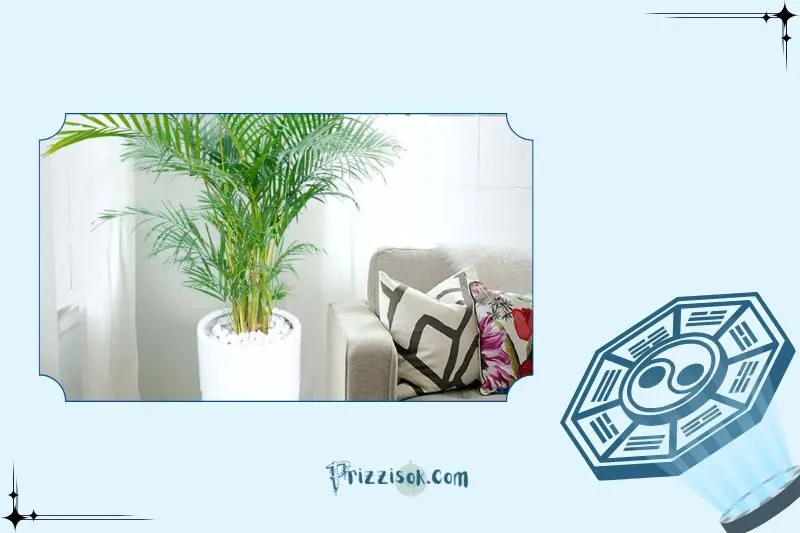 Cách chọn cây cau cảnh hợp mệnh