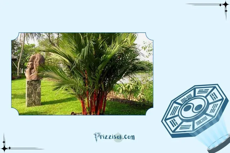 Cách chọn cây cau đỏ phong thủy hợp mệnh