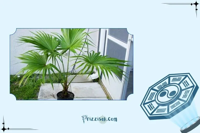 Cách chọn cây cọ cảnh phong thủy hợp mệnh, hợp tuổi