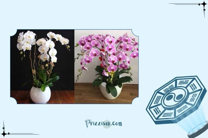 Cách chọn cây hoa lan phong thuỷ hợp mệnh