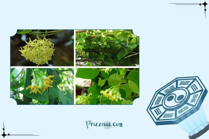 Cách chọn cây hoa thiên lý phong thủy hợp mệnh