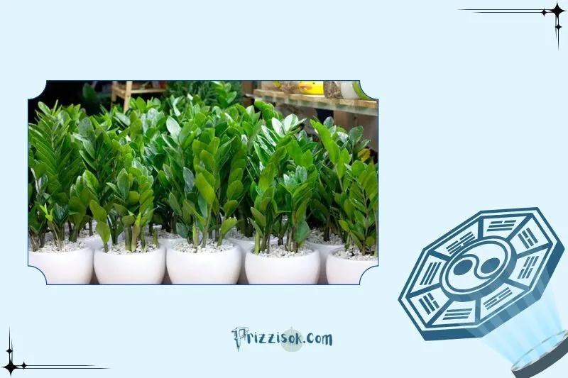 Cách Chọn Cây Kim Tiền Hợp Phong Thủy