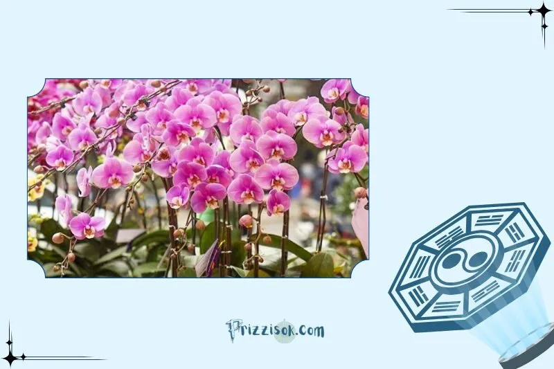 Cách chọn cây lan hồ điệp phong thủy đẹp và hợp năng lượng