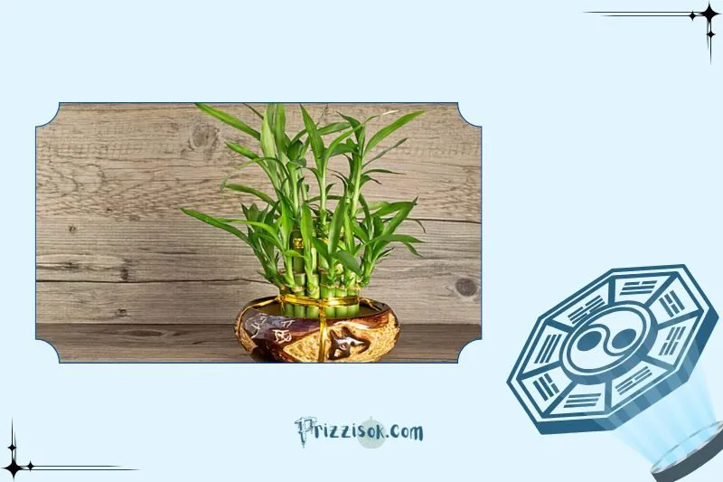 Cách chọn cây phất dụ theo phong thủy ngũ hành