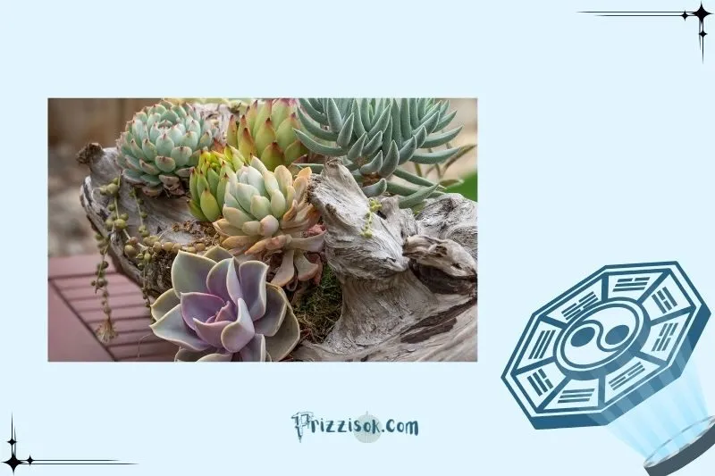 Cách chọn cây sen đá theo ngũ hành