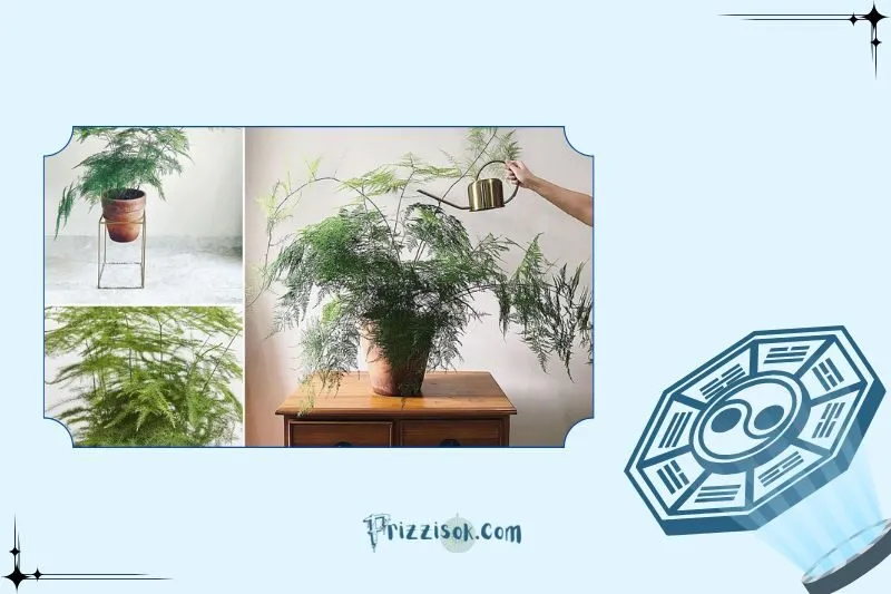 Cách chọn cây thủy tùng theo phong thủy và mệnh tuổi