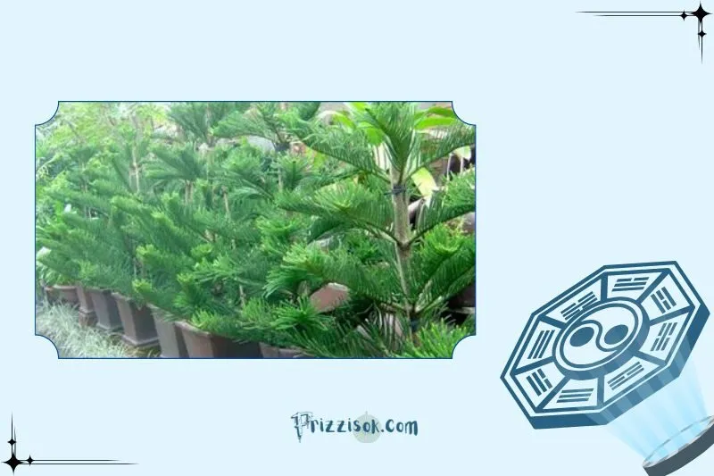 Cách chọn cây tùng bách hợp mệnh và tuổi