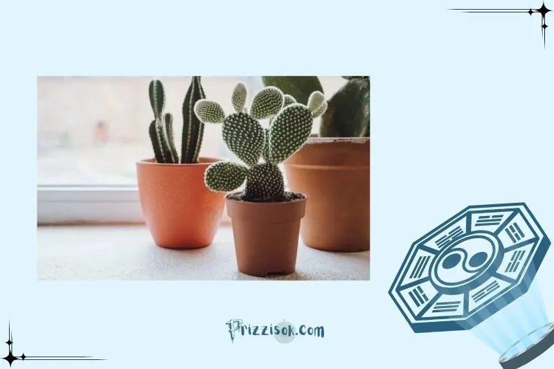 Cách chọn cây xương rồng phong thủy phù hợp