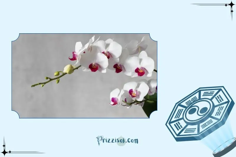 Cách chọn chậu hoa lan phù hợp với từng mệnh