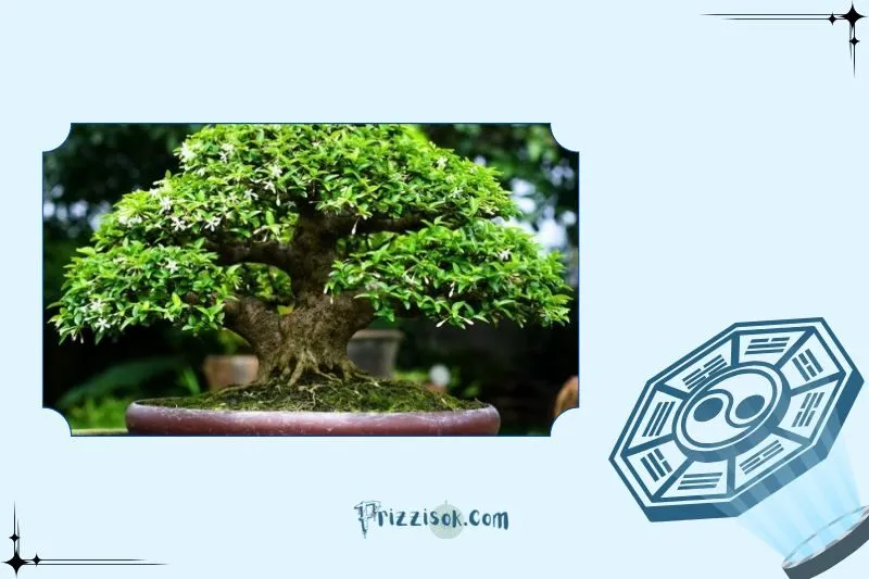 Cách chọn mai chiếu thủy hợp mệnh và tuổi nào?