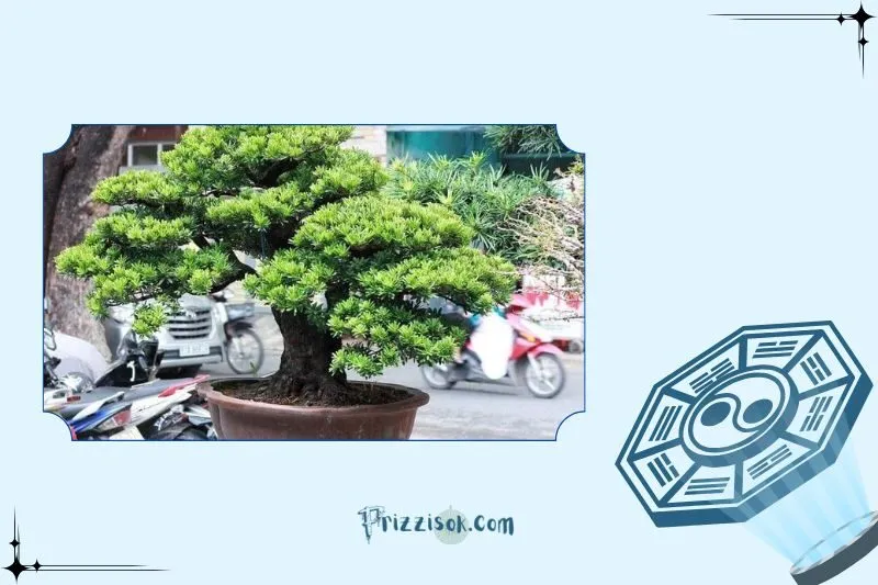 Cách chọn mua cây tùng la hán chuẩn phong thủy