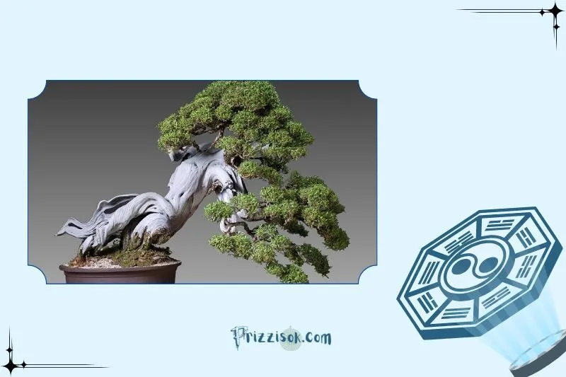 Cách đặt cây bonsai phong thủy trong nhà hợp lý