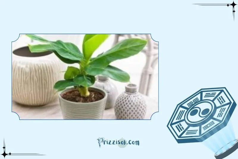 Cách đặt cây chuối cảnh hợp phong thủy trong nhà