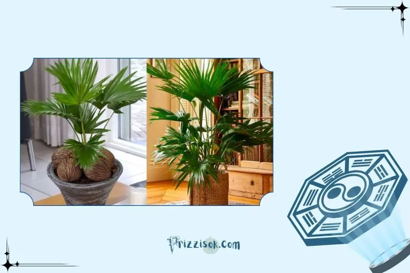 Cách đặt cây cọ cảnh phong thủy để thu hút tài lộc