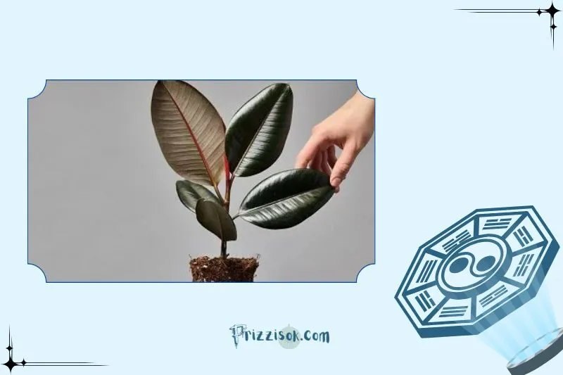 Cách đặt cây đa búp đỏ đúng phong thủy để thu hút tài lộc