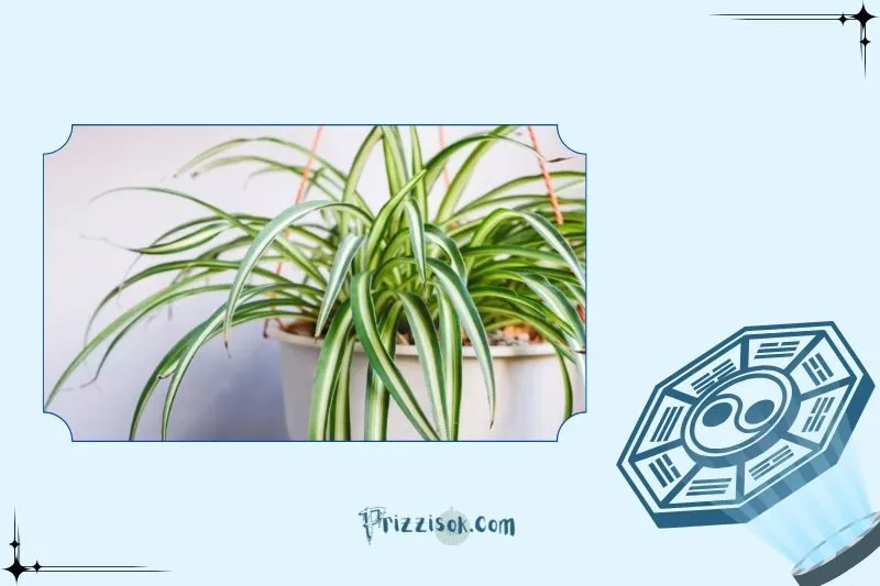 Cách đặt cây dây nhện trong nhà để hợp phong thủy