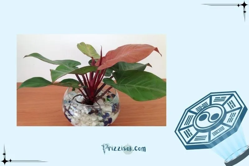 Cách đặt cây đế vương hợp phong thuỷ