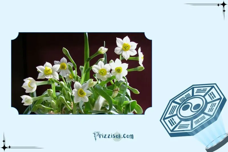 Cách đặt cây hoa thủy tiên hợp phong thủy trong nhà