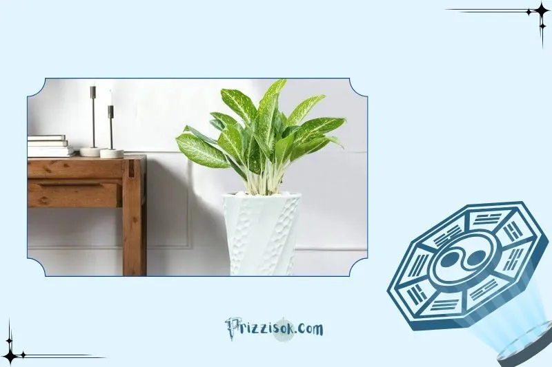 Cách đặt cây huy hoàng hợp phong thủy trong nhà và văn phòng