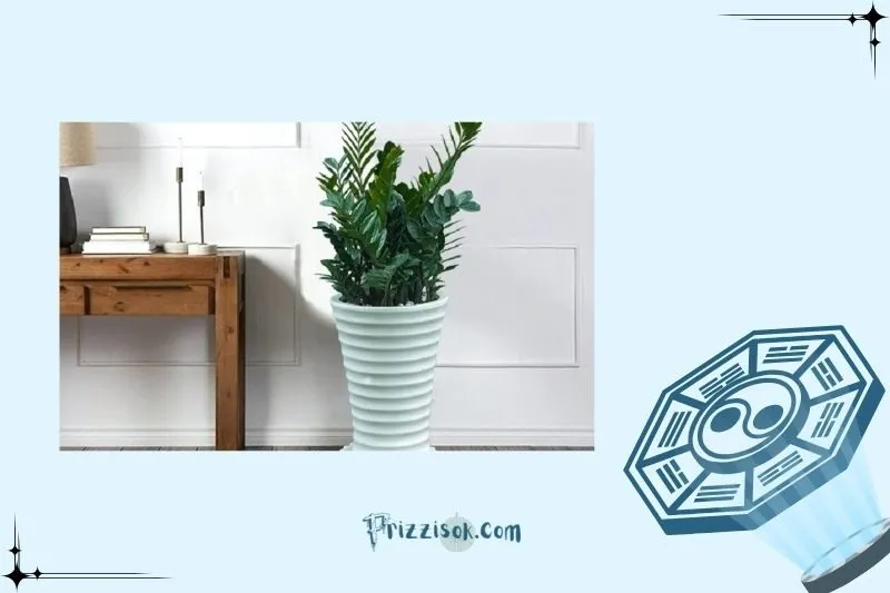 Cách Đặt Cây Kim Tiền Trong Nhà Hợp Phong Thủy