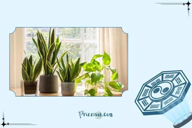 Cách đặt cây lưỡi hổ theo phong thủy để hút tài lộc, may mắn