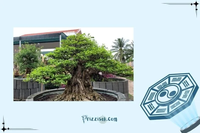 Cách đặt cây mai chiếu thủy đúng phong thủy