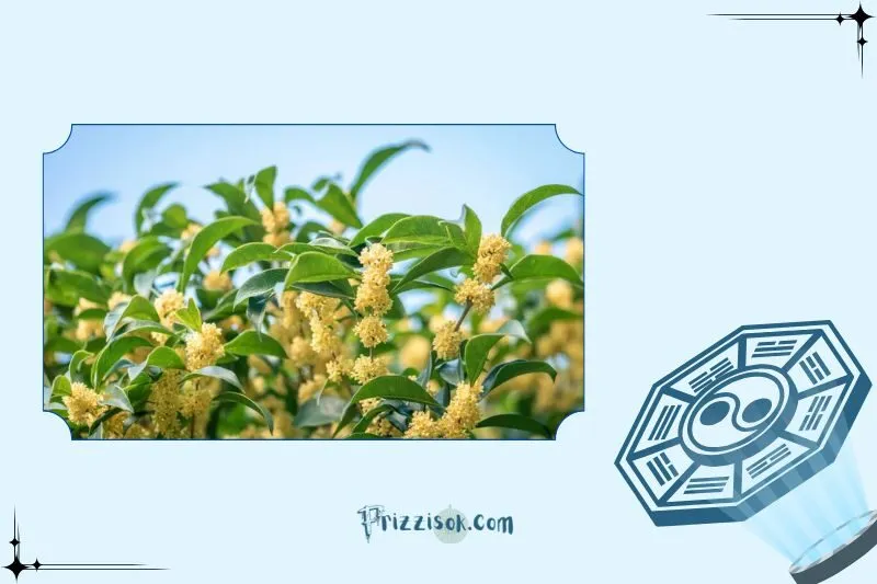 Cách đặt cây mộc hương hợp phong thủy