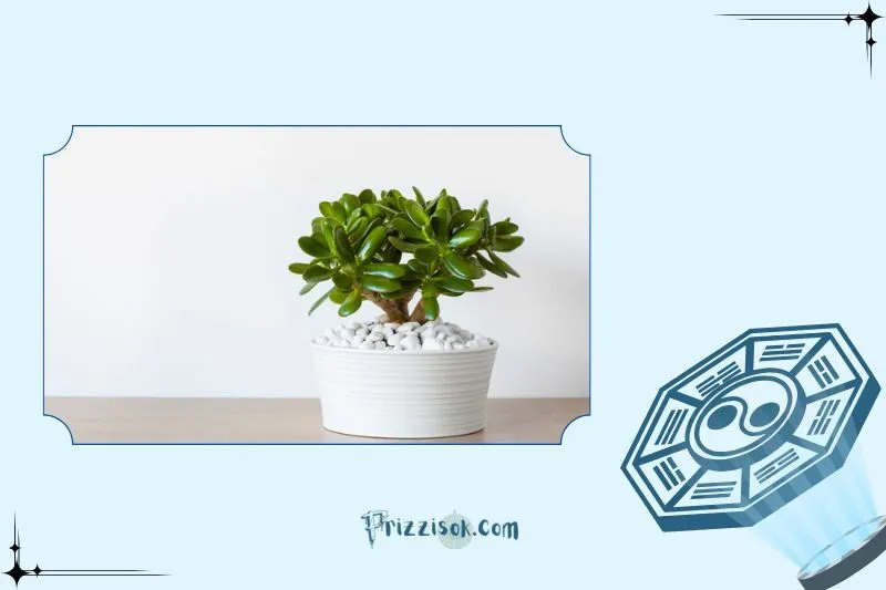 Cách đặt cây ngọc bích hợp phong thủy để thu hút tài lộc