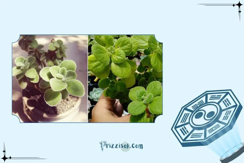 Cách đặt cây sen thơm hợp phong thủy trong nhà và văn phòng