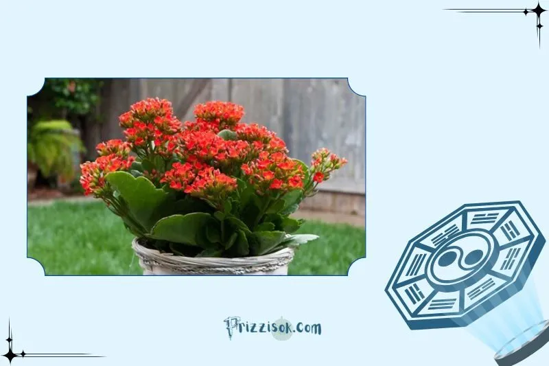 Cách Đặt Cây Sống Đời Hợp Phong Thủy