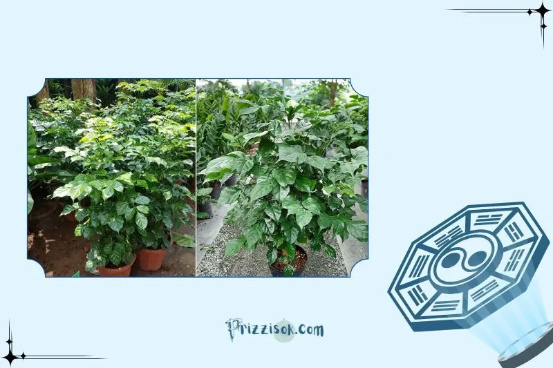 Cách đặt cây trong nhà và ngoài trời theo phong thuỷ