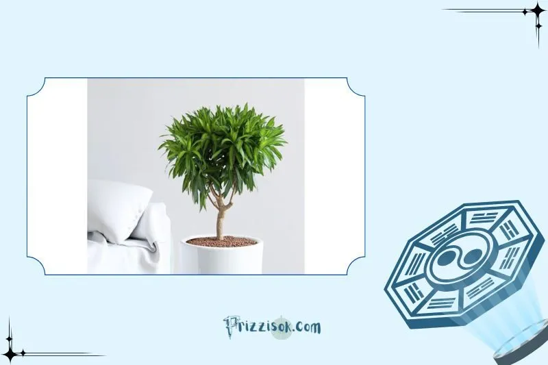 Cách đặt cây Trúc Bách Hợp hợp phong thủy trong nhà