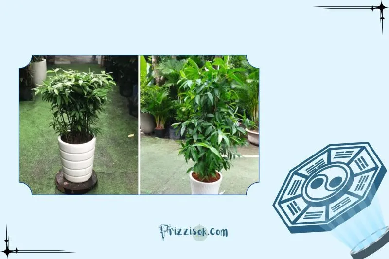 Cách đặt cây trúc Nhật hợp phong thủy trong nhà