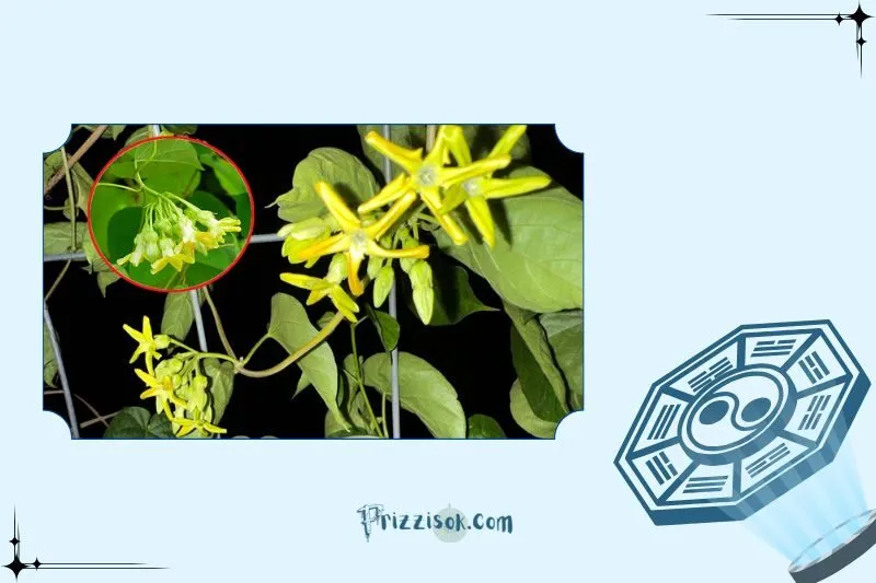 Cách trồng cây hoa thiên lý phong thủy tại nhà