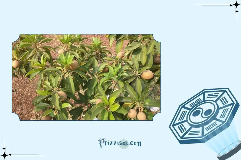 Cách trồng cây hồng xiêm phong thủy đúng kỹ thuật