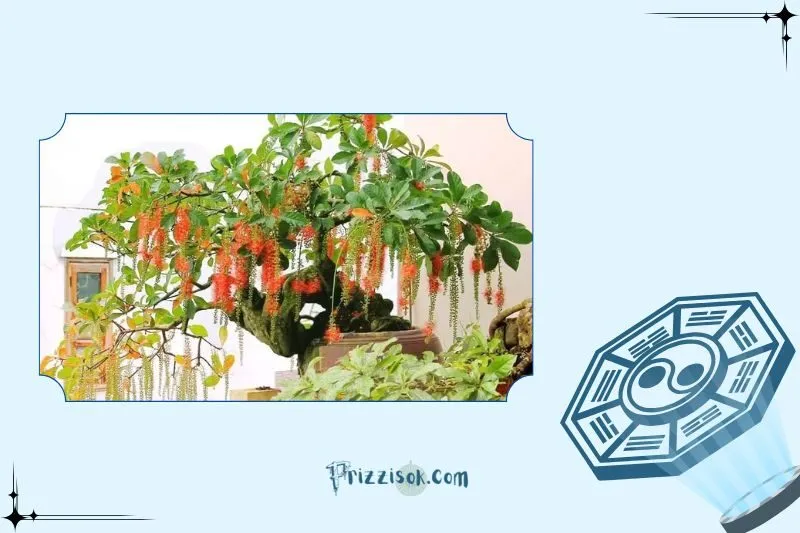 Cách trồng cây lộc vừng đúng phong thủy