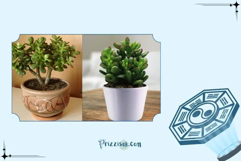 Cách trồng cây ngọc bích đúng chuẩn