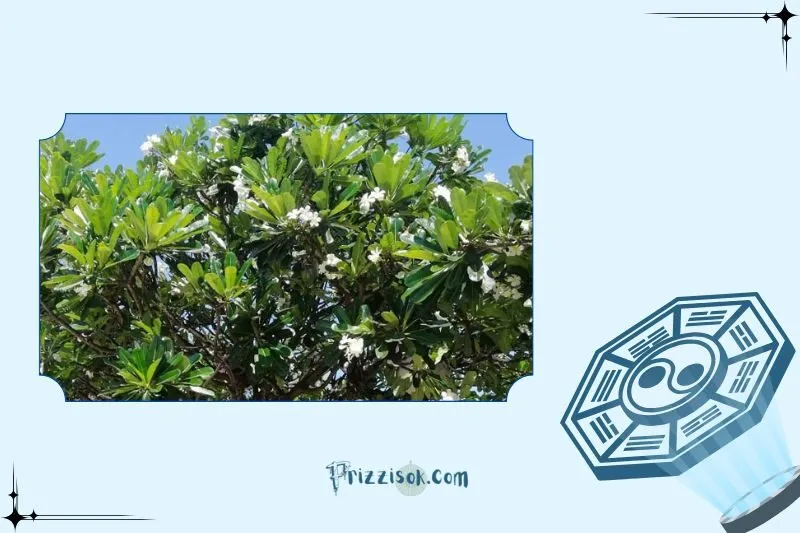 Cách Trồng Cây Sứ Đại Chuẩn Phong Thủy