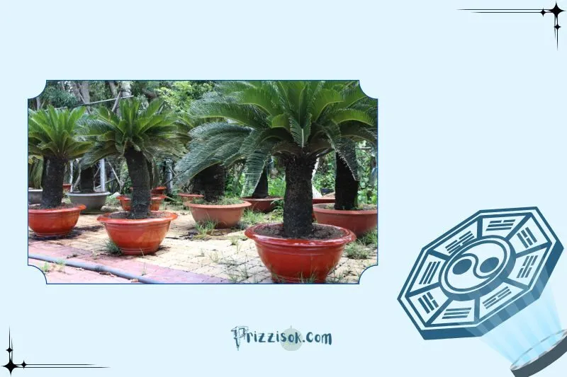 Cách trồng cây thiên tuế giúp cây phát triển tốt
